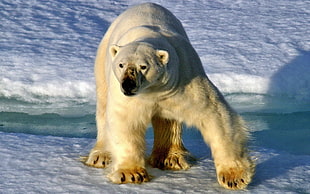 Polar Bear standing on ice